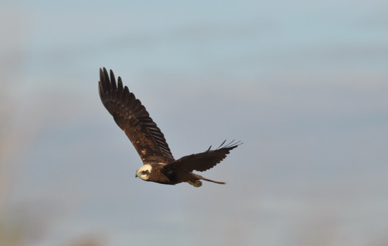 Falco di Palude